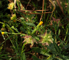 Calendula pachysperma
