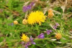 Centaurea orientalis
