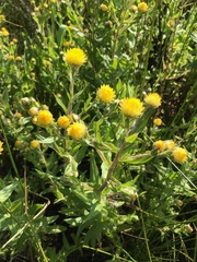Helichrysum setosum