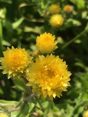 Helichrysum setosum