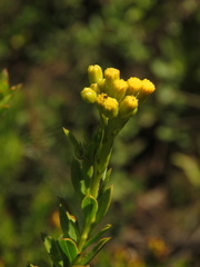 Pentacalia