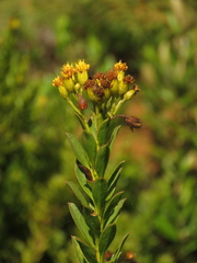 Pentacalia