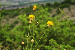 Centaurea orientalis