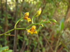 Cyrtochilum densiflorum