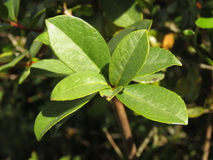 Symplocos theiformis