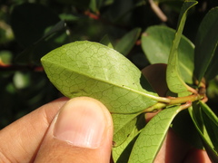 Symplocos theiformis