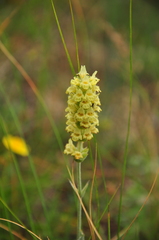 Sideritis taurica