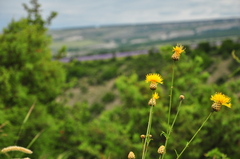 Centaurea orientalis