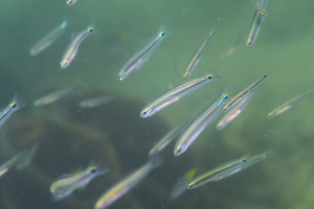 Hover Goby