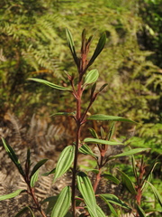Miconia mesmeana