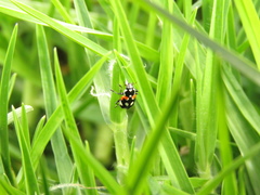 Eriopis punicola