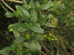 Palicourea boqueronensis