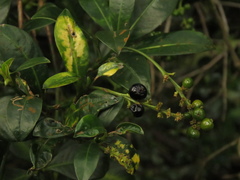 Palicourea boqueronensis