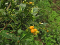 Palicourea boqueronensis