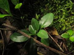 Valeriana clematitis