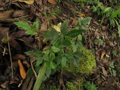Clematis haenkeana