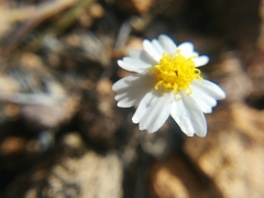 Eriophyllum lanosum