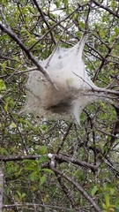 Malacosoma americana