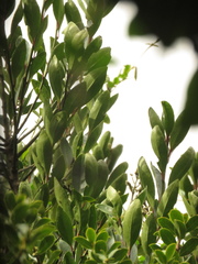 Maytenus laxiflora