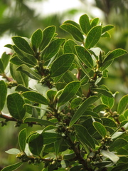 Symplocos theiformis