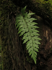 Asplenium praemorsum