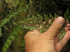 Asplenium praemorsum