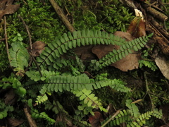 Asplenium monanthes