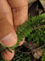 Asplenium monanthes