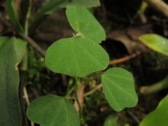 Passiflora bogotensis
