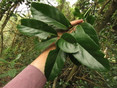 Maytenus laxiflora