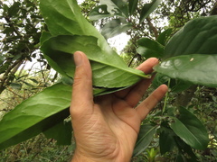 Maytenus laxiflora