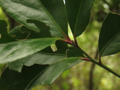 Maytenus laxiflora
