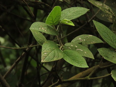 Piper artanthe