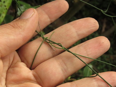 Orthosia stenophylla