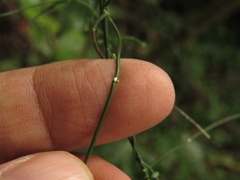 Orthosia stenophylla