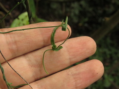Orthosia stenophylla