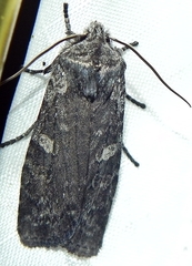 Lithophane antennata