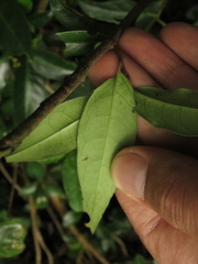 Prunus buxifolia