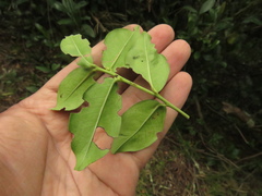 Prunus buxifolia
