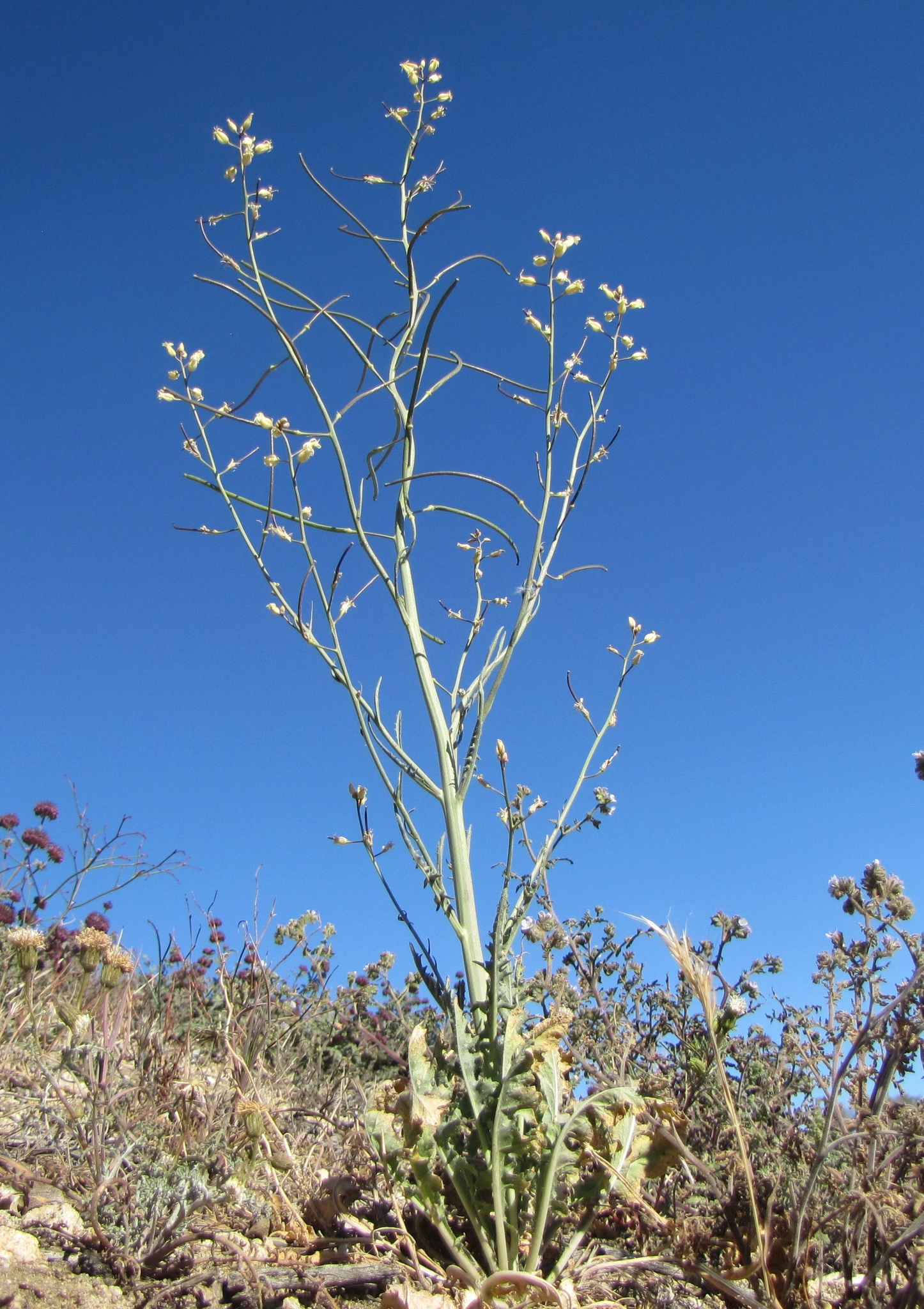 Caulanthus hallii