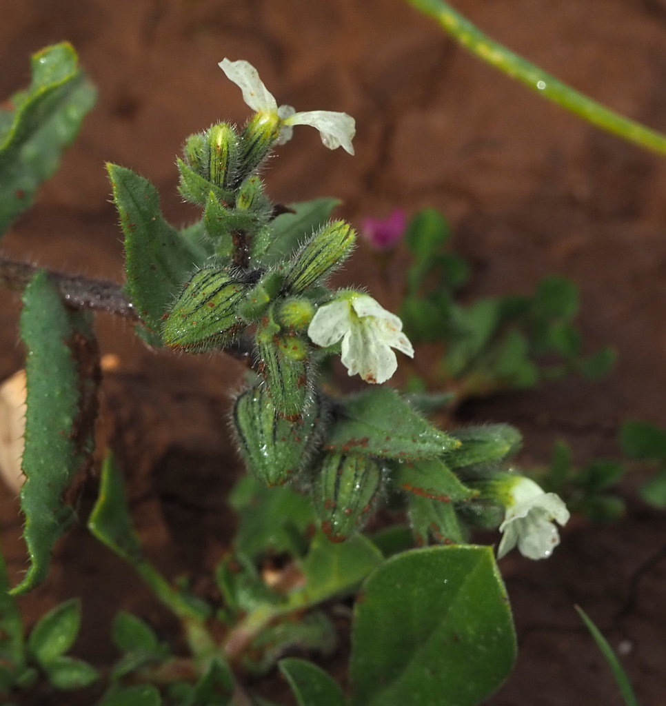 Nonea philistaea