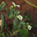 Nonea philistaea - Photo (c) Ron Frumkin, some rights reserved (CC BY-NC), uploaded by Ron Frumkin