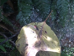 Aglaoctenus castaneus