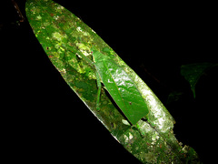 Temnophylloides astridula