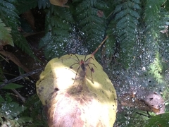 Aglaoctenus castaneus