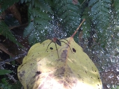 Aglaoctenus castaneus