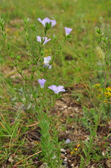 Linum lanuginosum