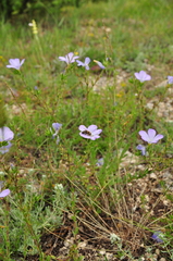 Linum lanuginosum