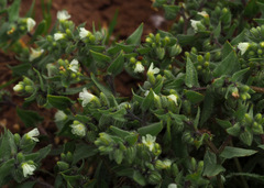 Nonea philistaea