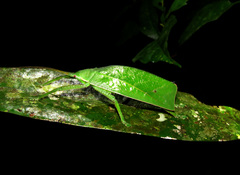 Temnophylloides astridula